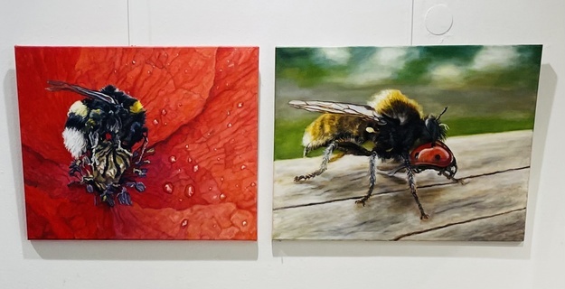 Hummel neben Mörderbiene Hummel neben Mörderbiene